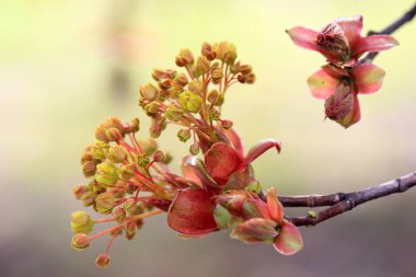 bahar çiçekli isyan