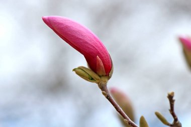 bahar çiçekli isyan