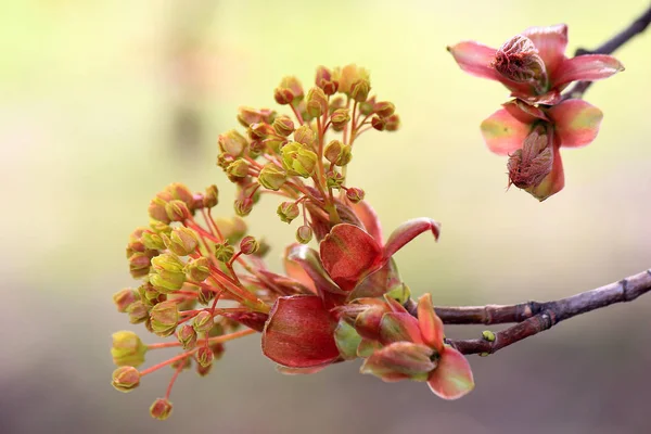 Sommossa della fioritura primaverile — Foto Stock