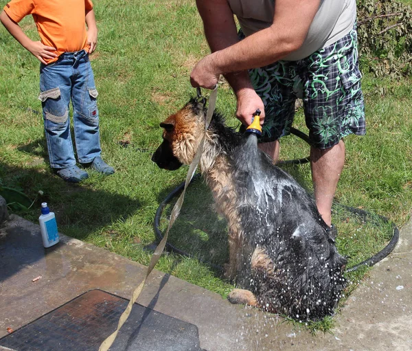 Sobota kąpiel szczeniaka Pasterza — Zdjęcie stockowe