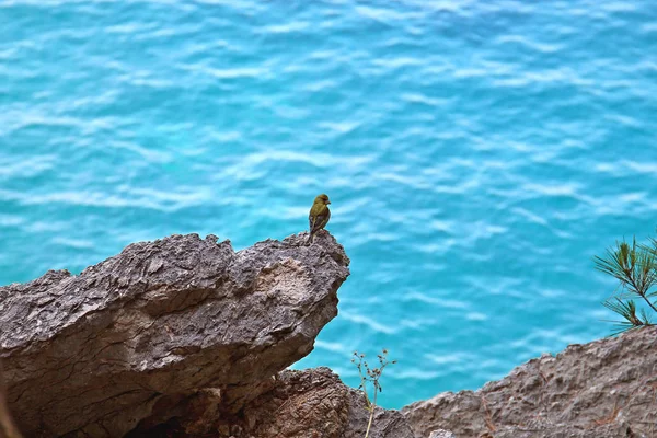The bird enjoys the sea view — Stock Photo, Image