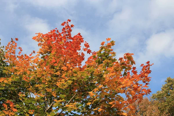 Vista de un brillante parque de otoño — Foto de Stock