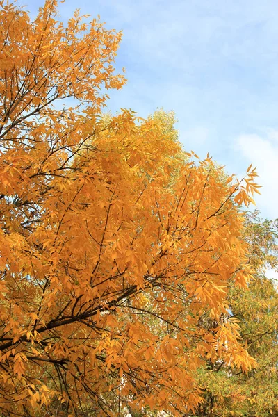 Herbstfarben — Stockfoto