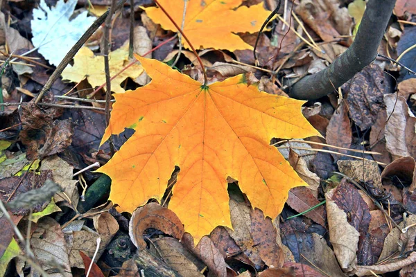 Осенние краски — стоковое фото