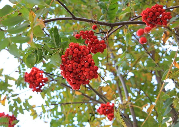 Rowan... — Fotografia de Stock