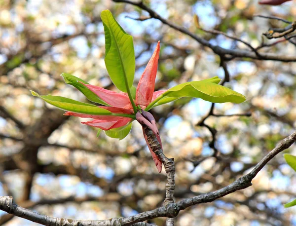 Sommossa in primavera fioritura — Foto Stock