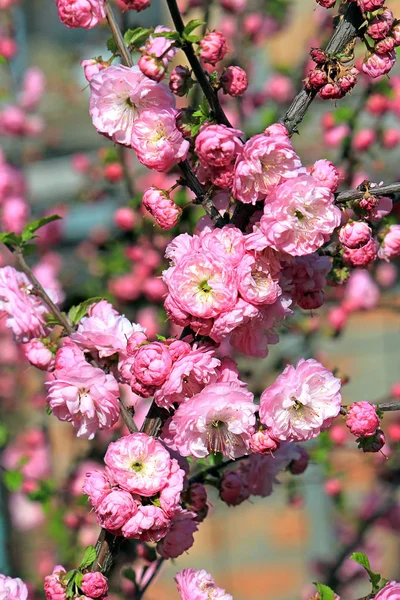 Disturbios en la floración de primavera —  Fotos de Stock