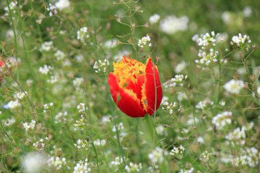 bir rengarenk lale çiçeği