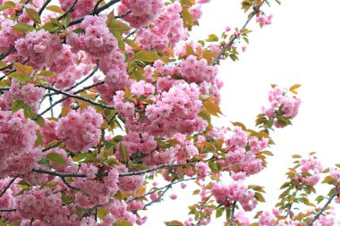 erken ilkbaharda parlak çiçek