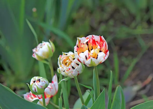 Flower of a motley tulip — Stock Photo, Image