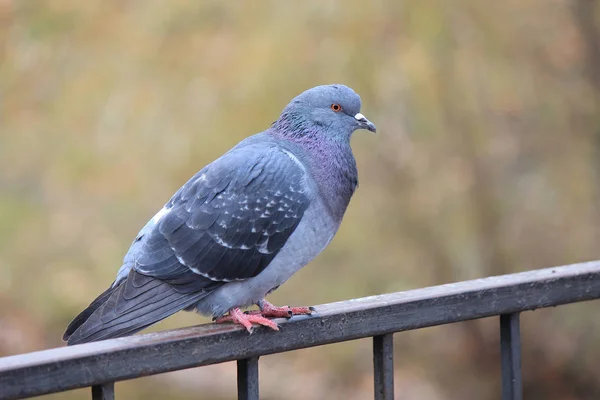 Pombo — Fotografia de Stock