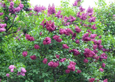 leylak bahar çiçek