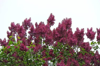 leylak bahar çiçek