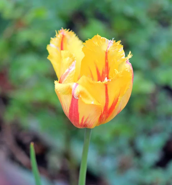 Flowers of  yellow tulips — Stock Photo, Image