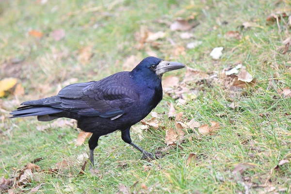 Kızgın kuş — Stok fotoğraf