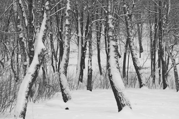 Zimní grove — Stock fotografie