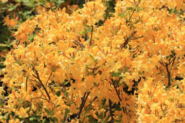 rhododendron bahar çiçekli 