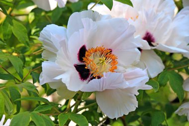 Bahar çiçekkwitnące wiosną 