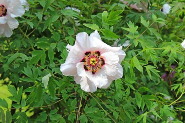 Bahar çiçekkwitnące wiosną