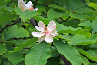 Bahar çiçekkwitnące wiosną