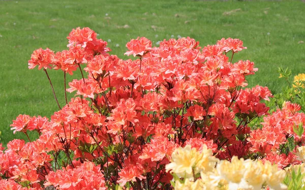 Frühjahrsblüte des Rhododendrons — Stockfoto