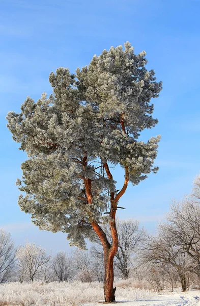 Το δέντρο που καλύπτεται με παγετό — Φωτογραφία Αρχείου