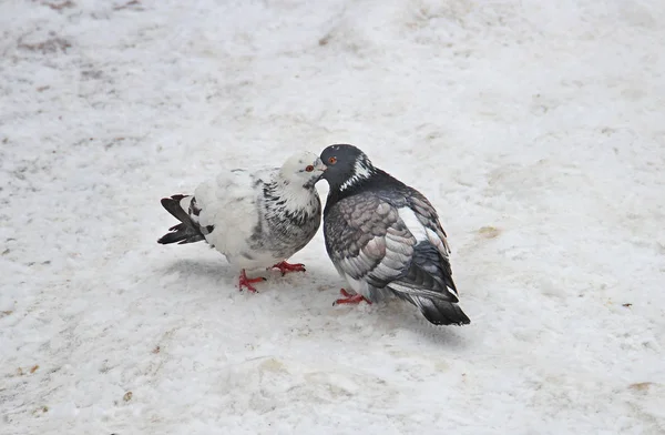 Pigeons — Stock Photo, Image