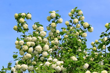 bahar çiçekli isyan