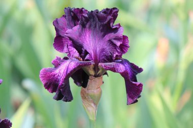 bahar çiçekli isyan