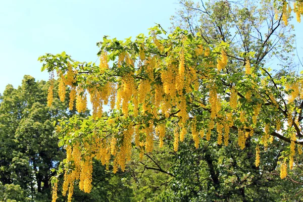 bahar çiçekli isyan