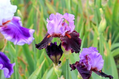 bahar çiçekli isyan