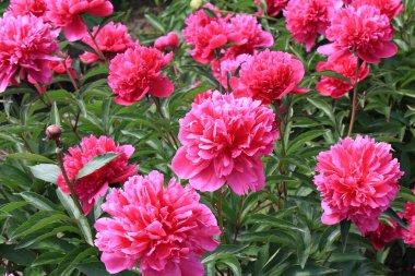 bahar çiçekli isyan