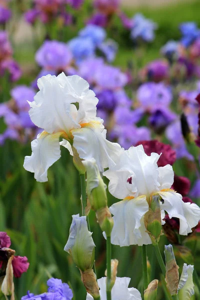 Upplopp av vårblomning — Stockfoto