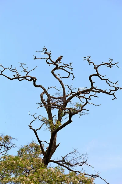 Κοράκι σε ένα ξεραμένο δέντρο — Φωτογραφία Αρχείου