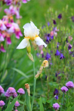 bahar çiçekli isyan