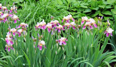 bahar çiçekli isyan