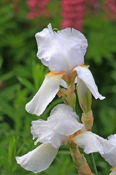 春の開花の暴動 — ストック写真