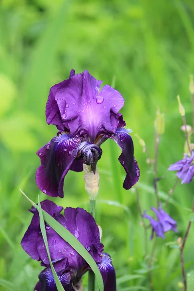 bahar çiçekli isyan