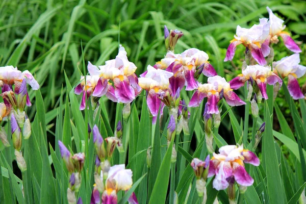 bahar çiçekli isyan