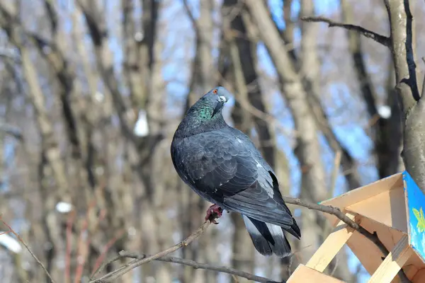 Pombo bonito — Fotografia de Stock