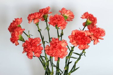 parlak karanfil buket