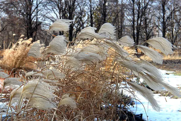 Ilkbaharda sıradışı bitki — Stok fotoğraf