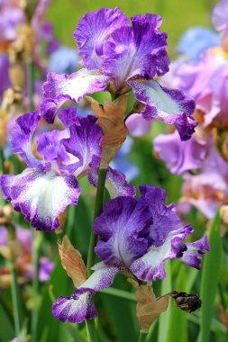 bahar çiçekli isyan