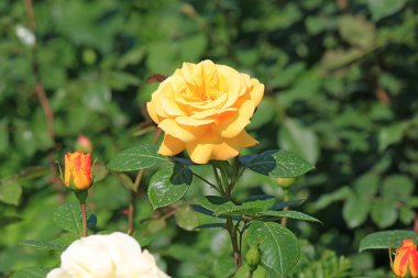 bahar çiçekli isyan