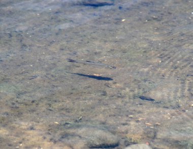 visjeküçük balık 