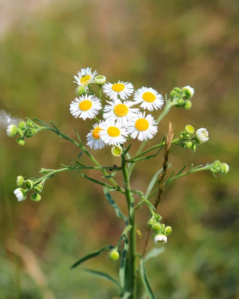 Margaridas de campo concurso — Fotografia de Stock