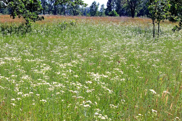 Rellen van bloemen op een zomer weide — Stockfoto