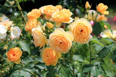 Yaz parkında çiçek isyan