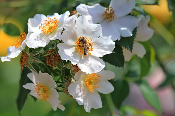 Abelha recolhe néctar de uma bela flor — Fotografia de Stock