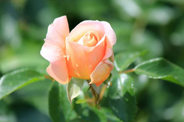 Tumulto de flores no parque de verão — Fotografia de Stock